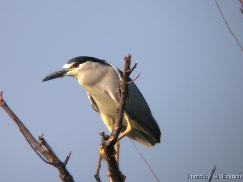 Black-crowned Night-Heron 